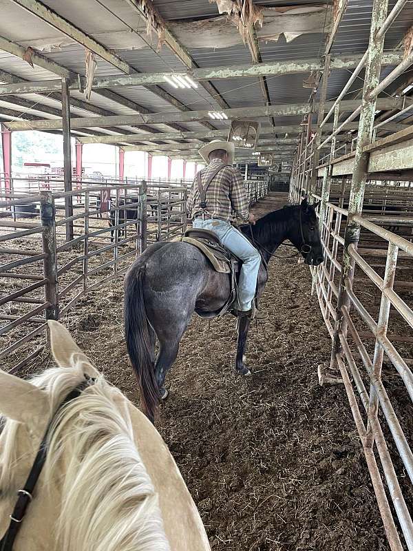 blue-roan-roan-horse-for-sale