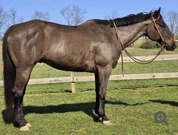 pleasure-filly-gelding