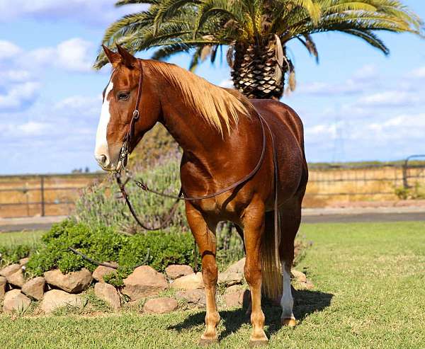 ranch-work-quarter-horse