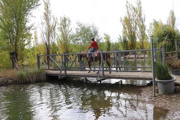 trail-quarter-horse