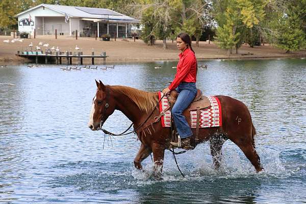 all-around-quarter-horse