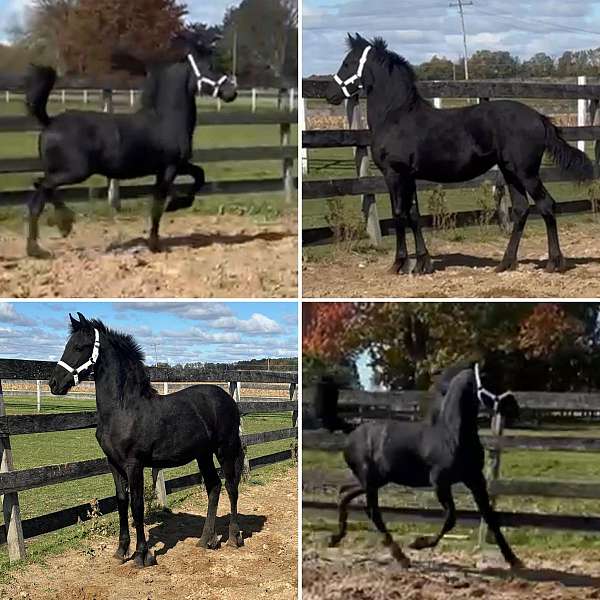 black-friesian-filly