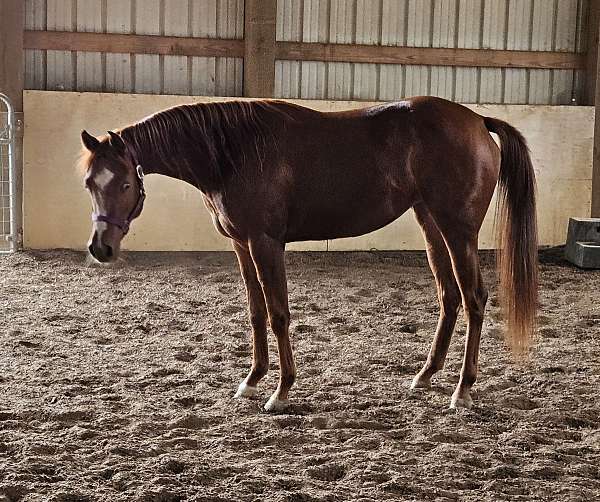 all-around-half-arabian-horse