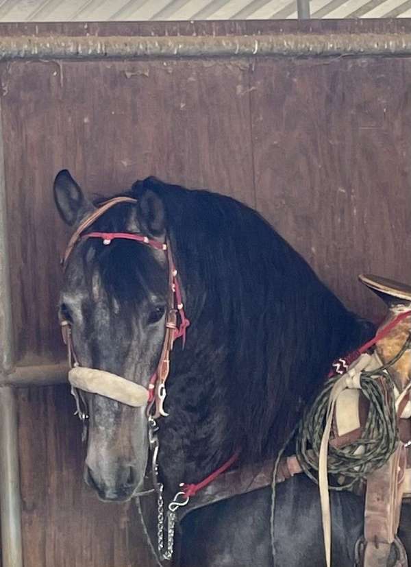 grey-andalusian-stallion