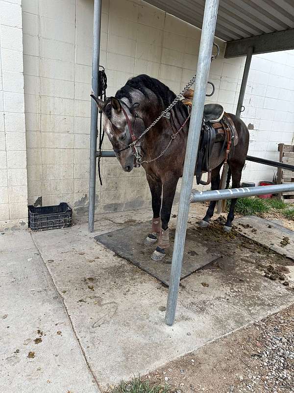 bid-andalusian-horse