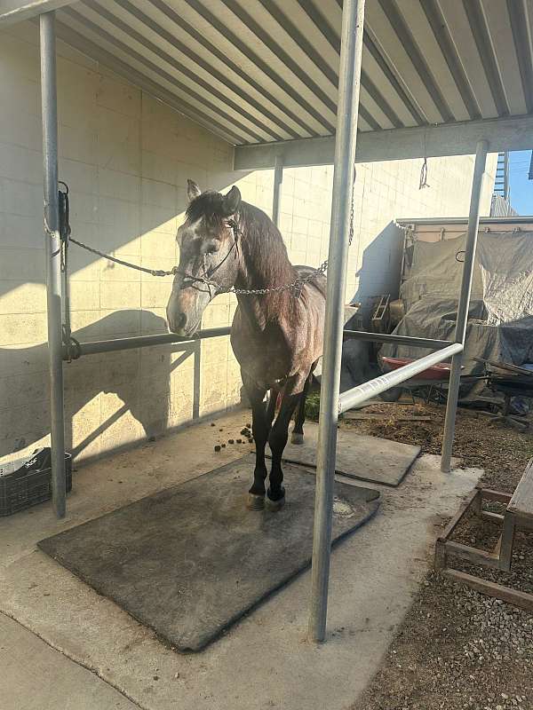 docile-andalusian-horse