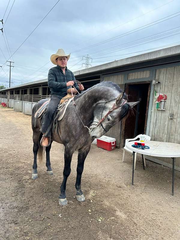 yeguada-herrera-andalusian-horse