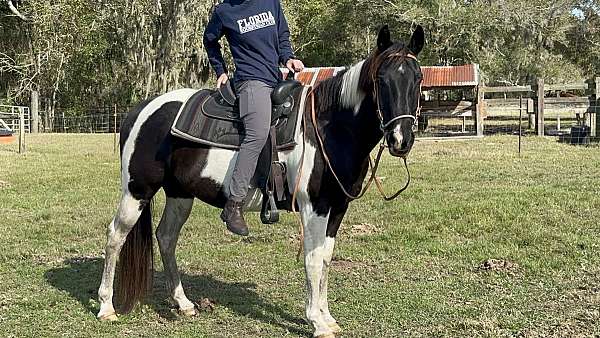 handsome-paint-pony