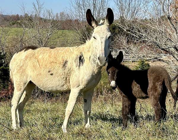 black-overo-donkey-for-sale