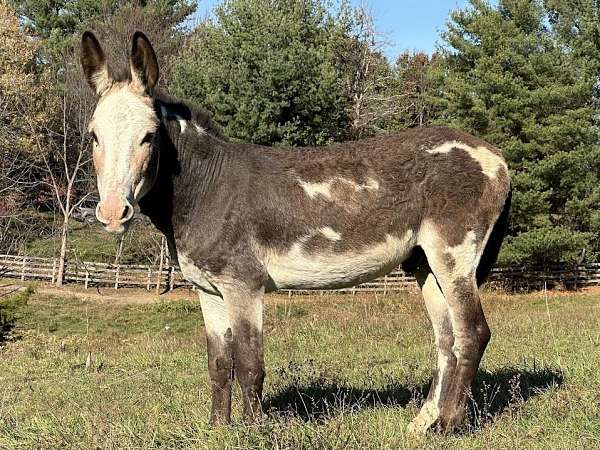 bay-overo-spotted-horse