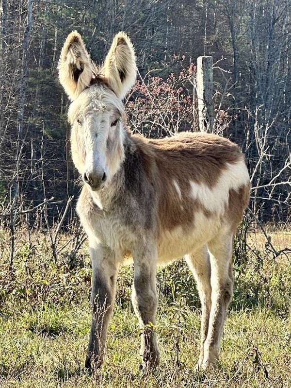 tobiano-horse