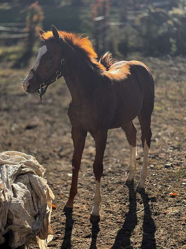 hanoverian-filly