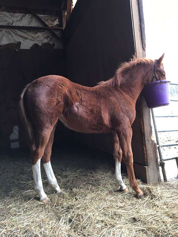 basics-hanoverian-horse