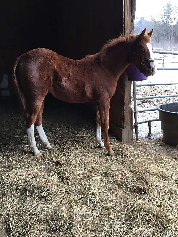 cash-hanoverian-horse