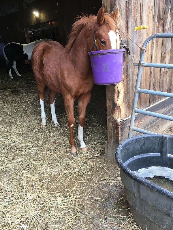 cash-only-hanoverian-horse