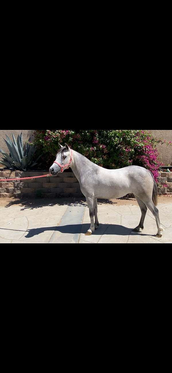 grey-pony-mare