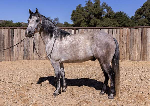 barrel-pony