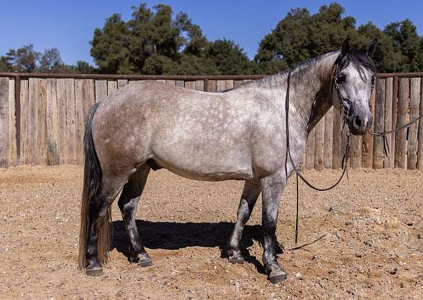 barrel-racing-pony