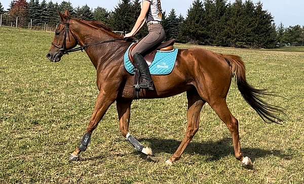 chestnut-3-white-legs-blaze-horse