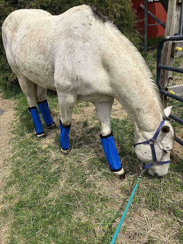 grey-quarter-horse-gelding