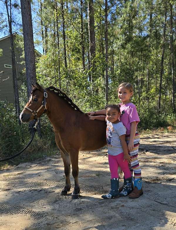 chestnut-hackney-gelding