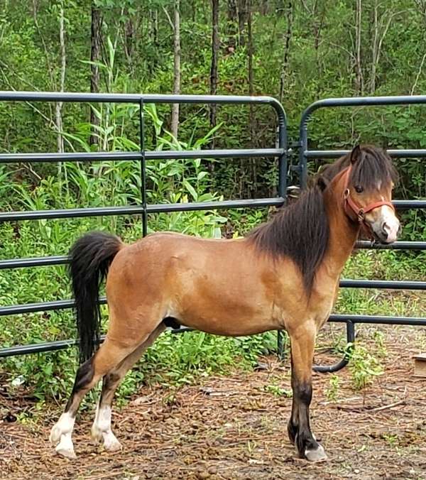 chestnut-driving-harness-pony