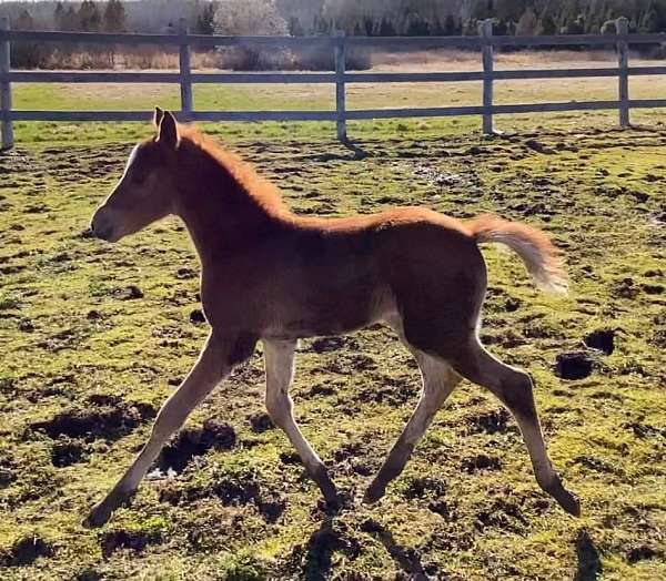 conformation-crossbred-pony