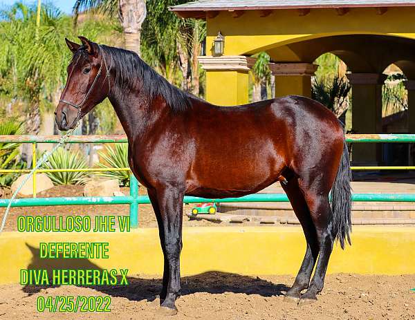 ride-andalusian-pony