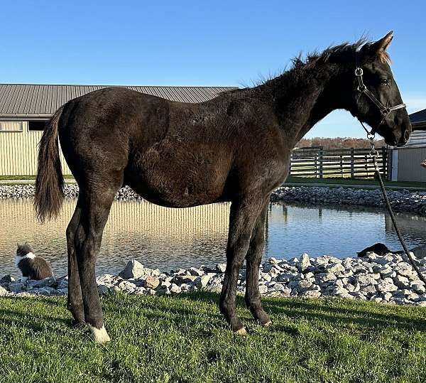 star-hind-dock-horse