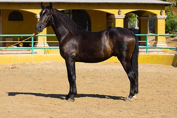 caballoespanol-andalusian-horse