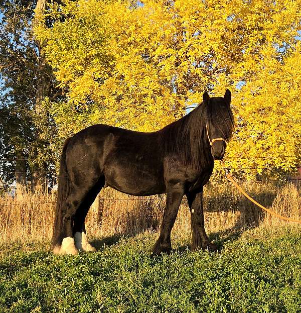 sweet-personality-gypsy-vanner-horse