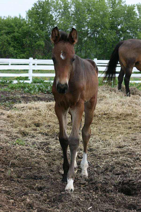 ability-westphalian-horse