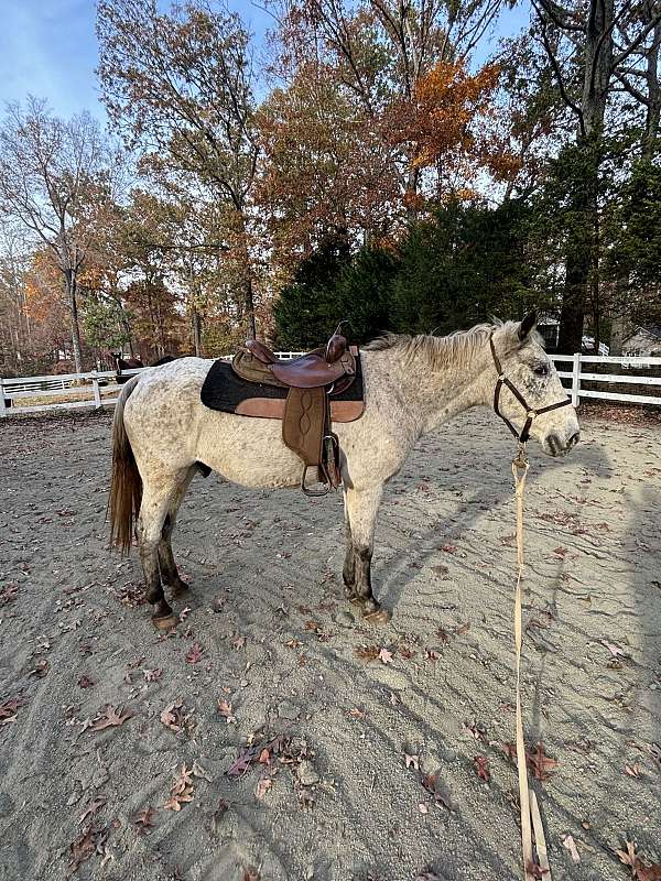 appaloosa-gelding