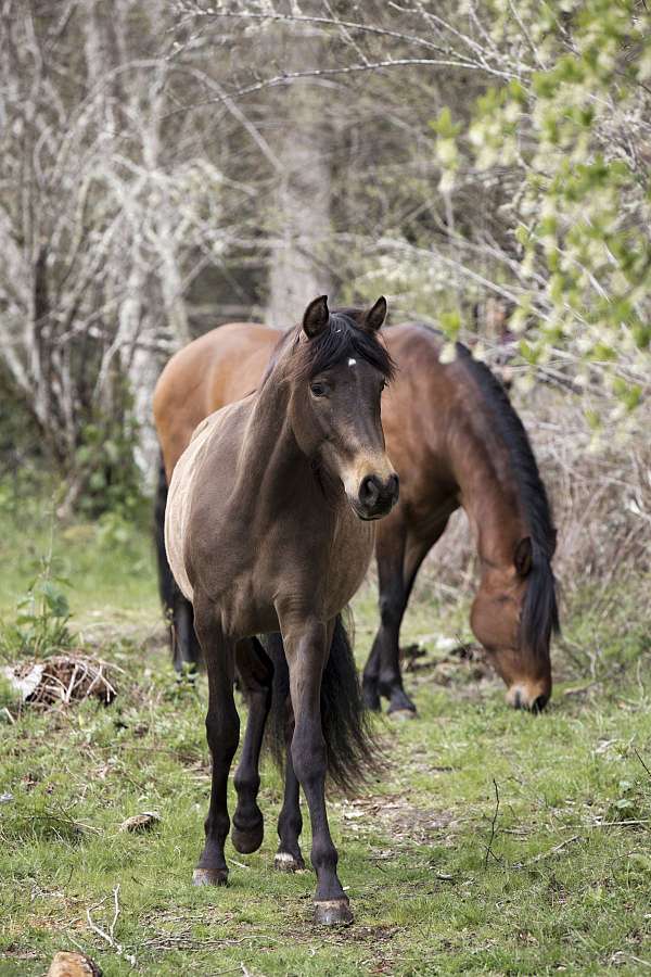 andalusian-mare-pony