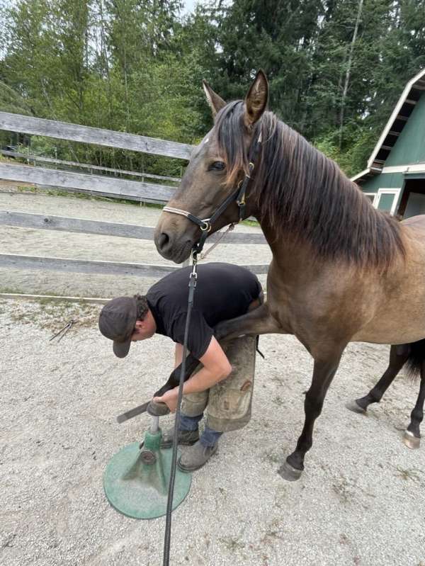 barn-andalusian-pony