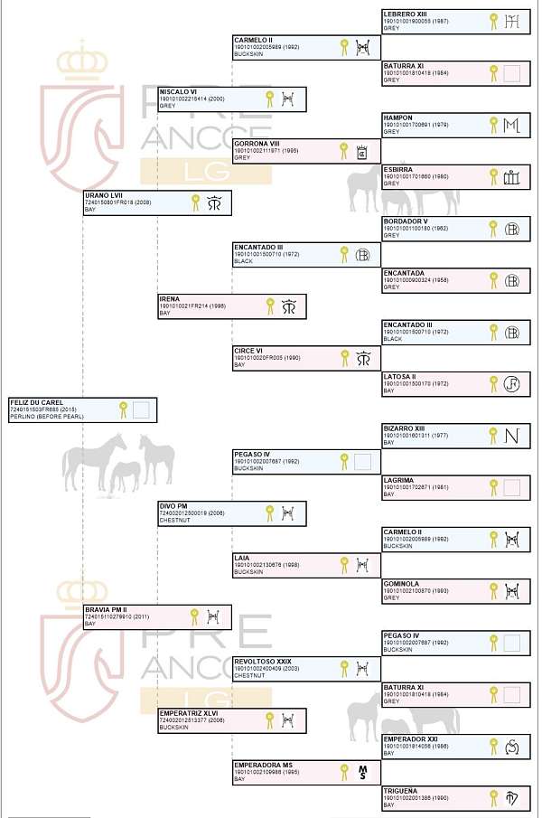 challenge-andalusian-pony