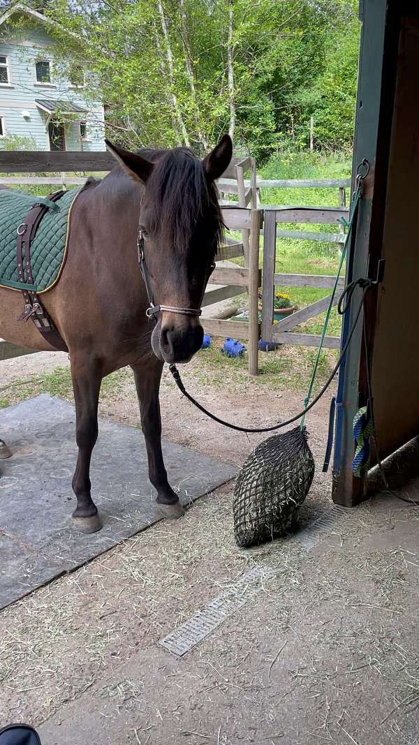 amazing-andalusian-pony