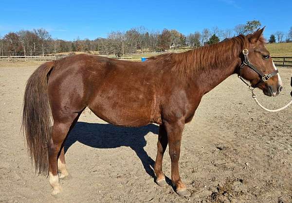 chestnut-sorrel-all-around-horse