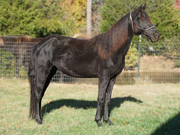 all-around-rocky-mountain-horse