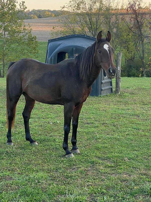 adorable-arabian-horse