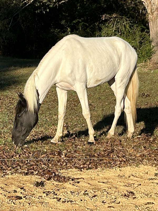 jumper-working-spotted-spotted-saddle-horse