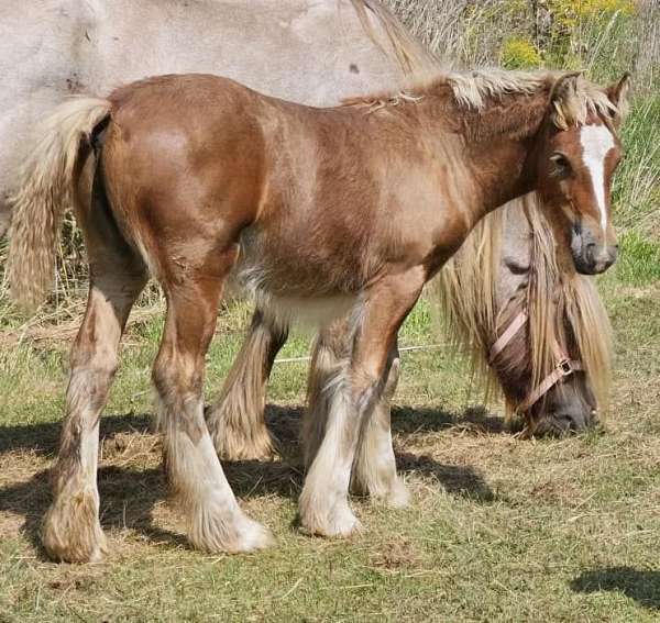 silb-gypsy-vanner-filly