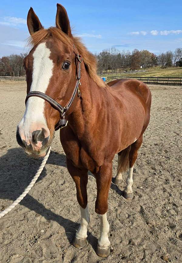 quarter-horse-gelding