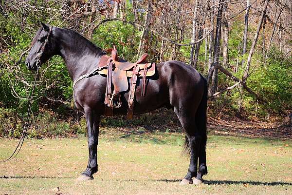 all-around-friesian-horse