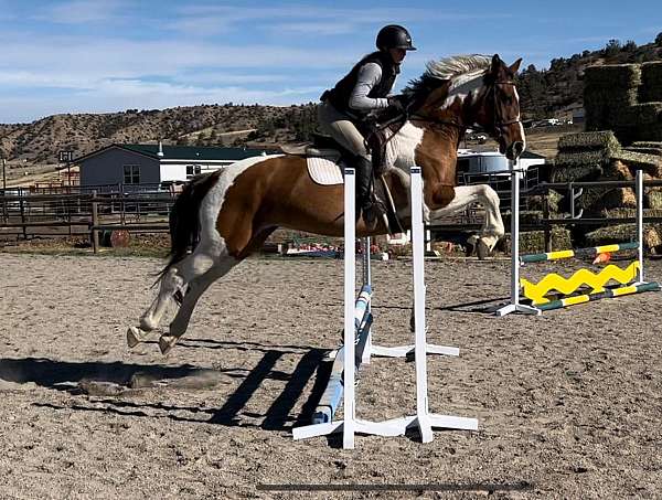 dressage-jumping-oldenburg-warmblood-horse