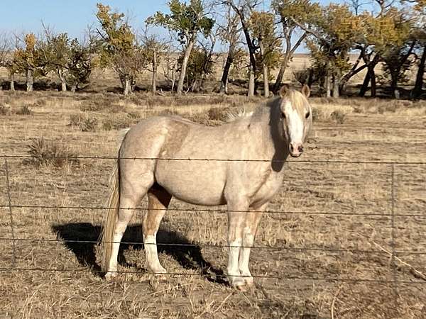 palomino-pony-mare