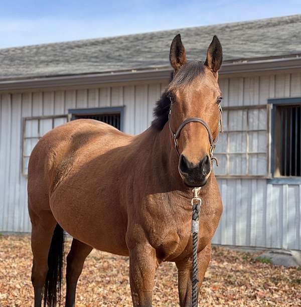 all-around-thoroughbred-horse