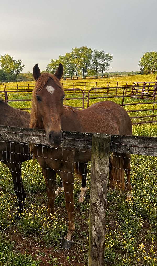 flaxen-mane-til-horse