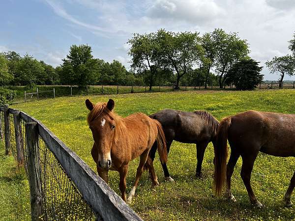 sorrel-flaxen-mane-til-horse