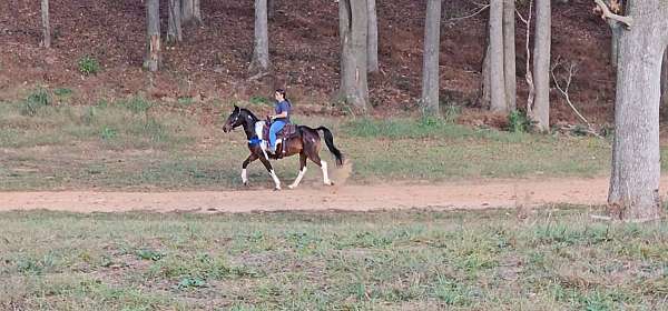 tobiano-see-pictures-horse